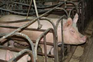 Sow stalls - Captured at Dublin Piggery, Dublin SA Australia.