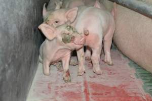 Piglet with face injury farrowing crates - Captured at Lindham Piggery, Wild Horse Plains SA Australia.
