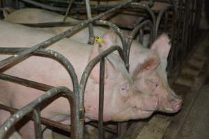 Sow stalls - Captured at Dublin Piggery, Dublin SA Australia.