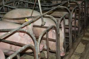 Sow stalls - Captured at Dublin Piggery, Dublin SA Australia.