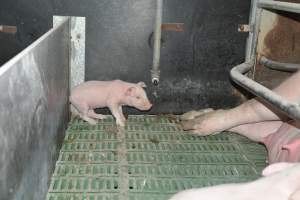 Farrowing crates - Captured at Lindham Piggery, Wild Horse Plains SA Australia.