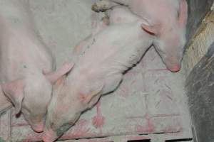 Farrowing crates - Captured at Lindham Piggery, Wild Horse Plains SA Australia.