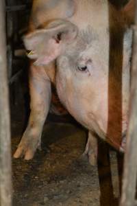 Sow stalls - Captured at Dublin Piggery, Dublin SA Australia.