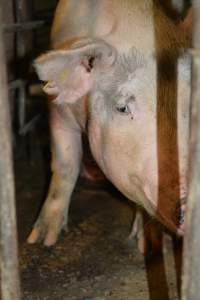 Sow stalls - Captured at Dublin Piggery, Dublin SA Australia.