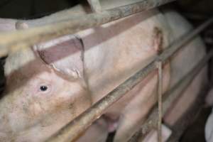 Sow in farrowing crate - Captured at Korunye Park Piggery, Korunye SA Australia.