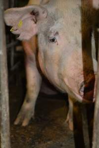 Sow stalls - Captured at Dublin Piggery, Dublin SA Australia.