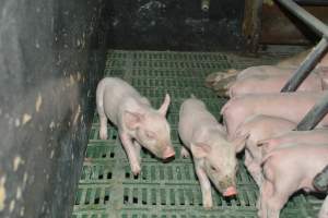 Farrowing crates - Captured at Lindham Piggery, Wild Horse Plains SA Australia.