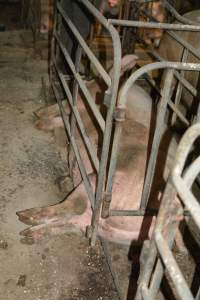 Sow stalls - Captured at Dublin Piggery, Dublin SA Australia.