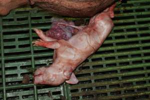 Farrowing crates - Captured at Lindham Piggery, Wild Horse Plains SA Australia.