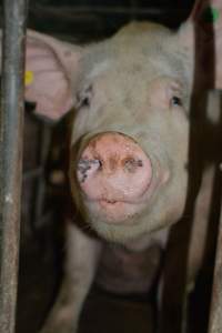 Sow stalls - Captured at Dublin Piggery, Dublin SA Australia.