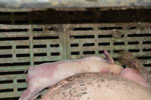 Dead piglet - Captured at Lindham Piggery, Wild Horse Plains SA Australia.