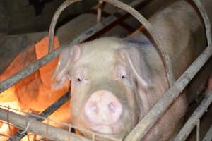 Sow in farrowing crate - Captured at Korunye Park Piggery, Korunye SA Australia.