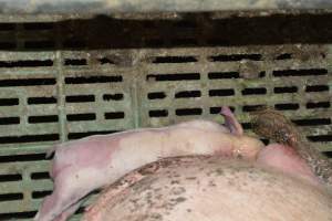 Dead piglet - Captured at Lindham Piggery, Wild Horse Plains SA Australia.