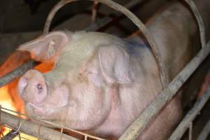 Sow in farrowing crate - Captured at Korunye Park Piggery, Korunye SA Australia.