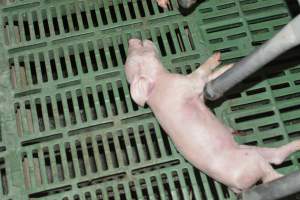 Dead piglet - Captured at Lindham Piggery, Wild Horse Plains SA Australia.