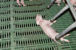 Dead piglet - Captured at Lindham Piggery, Wild Horse Plains SA Australia.