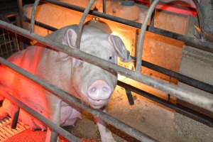 Sow in farrowing crate - Captured at Korunye Park Piggery, Korunye SA Australia.