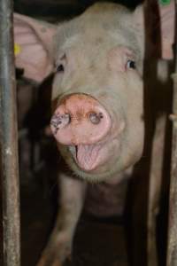 Sow stalls - Captured at Dublin Piggery, Dublin SA Australia.