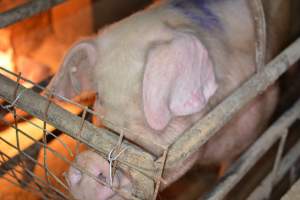 Sow in farrowing crate - Captured at Korunye Park Piggery, Korunye SA Australia.