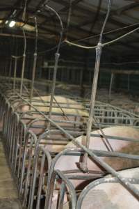 Sow stalls - Captured at Dublin Piggery, Dublin SA Australia.