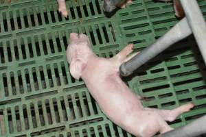 Dead piglet - Captured at Lindham Piggery, Wild Horse Plains SA Australia.