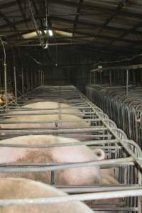 Sow stalls - Captured at Dublin Piggery, Dublin SA Australia.