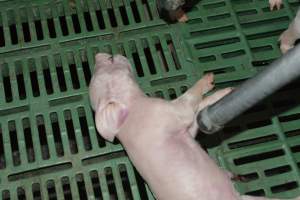 Dead piglet - Captured at Lindham Piggery, Wild Horse Plains SA Australia.