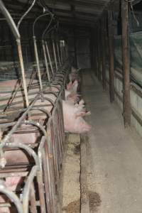 Sow stalls - Captured at Dublin Piggery, Dublin SA Australia.