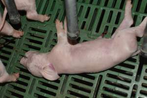 Dead piglet - Captured at Lindham Piggery, Wild Horse Plains SA Australia.