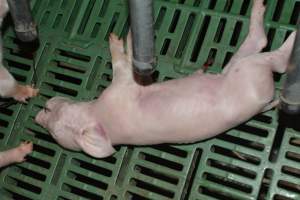 Farrowing crates - Captured at Lindham Piggery, Wild Horse Plains SA Australia.