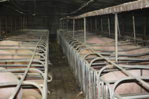 Sow stalls - Captured at Dublin Piggery, Dublin SA Australia.