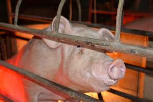 Sow in farrowing crate - Captured at Korunye Park Piggery, Korunye SA Australia.