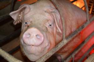 Sow in farrowing crate - Captured at Korunye Park Piggery, Korunye SA Australia.