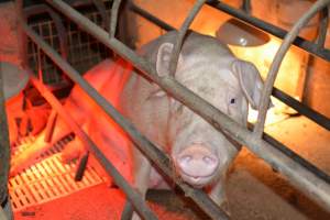 Sow in farrowing crate - Captured at Korunye Park Piggery, Korunye SA Australia.