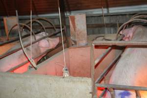 Sow in farrowing crate - Captured at Korunye Park Piggery, Korunye SA Australia.