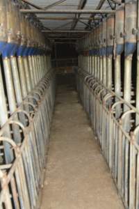 Sow stalls - Captured at Lindham Piggery, Wild Horse Plains SA Australia.