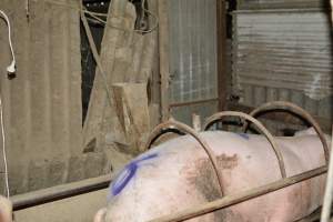 Pig farm - Captured at Korunye Park Piggery, Korunye SA Australia.