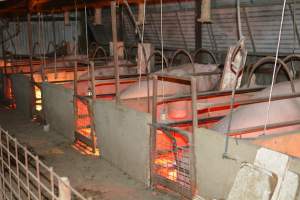 Sows in farrowing crate - Captured at Korunye Park Piggery, Korunye SA Australia.