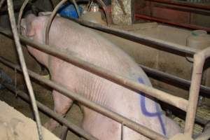 Sow in farrowing crate - Captured at Korunye Park Piggery, Korunye SA Australia.