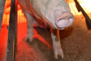 Sow in farrowing crate - Captured at Korunye Park Piggery, Korunye SA Australia.