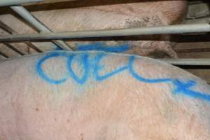 Spray painted sow - Captured at Lindham Piggery, Wild Horse Plains SA Australia.