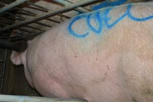 Spray painted sow - Captured at Lindham Piggery, Wild Horse Plains SA Australia.