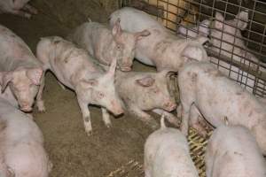 Weaners - Captured at Korunye Park Piggery, Korunye SA Australia.