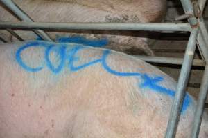 Spray painted sow - Captured at Lindham Piggery, Wild Horse Plains SA Australia.