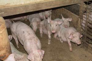 Weaners - Captured at Korunye Park Piggery, Korunye SA Australia.