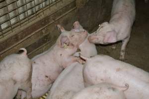 Weaners - Captured at Korunye Park Piggery, Korunye SA Australia.