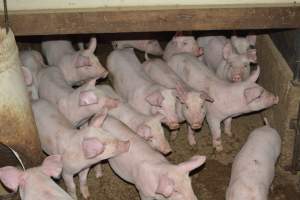 Weaners - Captured at Korunye Park Piggery, Korunye SA Australia.