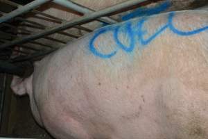 Spray painted sow - Captured at Lindham Piggery, Wild Horse Plains SA Australia.