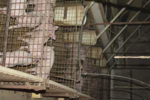 Weaners - Captured at Korunye Park Piggery, Korunye SA Australia.