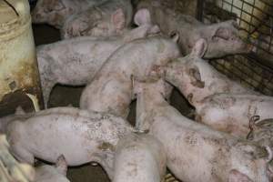 Weaners - Captured at Korunye Park Piggery, Korunye SA Australia.